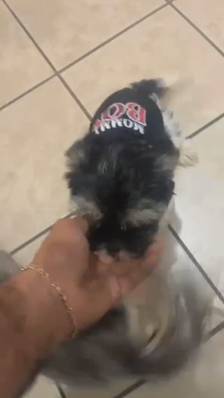 Parti Yorkie in Charleston, South Carolina