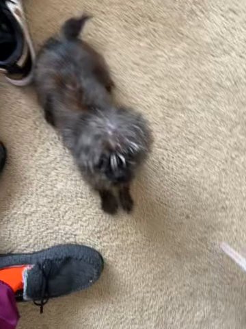 Mr Marley in Dallas, Texas