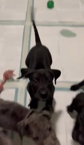 Great Dane Puppies in Box Elder, South Dakota