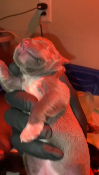 American bully in Washington, District of Columbia