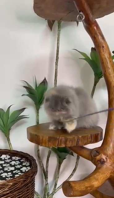 EXOTIC PERSIAN FOR SALE in Boston, Massachusetts