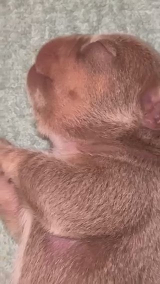 New Shade Isabella And Tan Husky Or Irish Pied in Rockville, Maryland