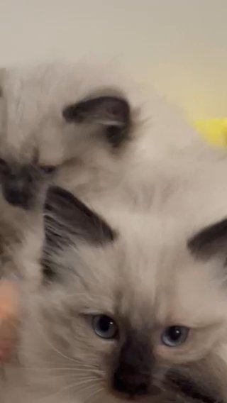 Ragdoll Kittens available Now! in Scotch Plains, New Jersey