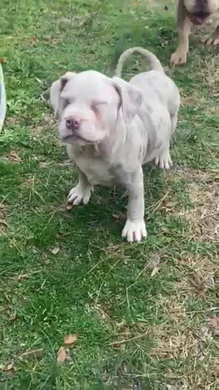 XL American Bully in Gadsden, Alabama