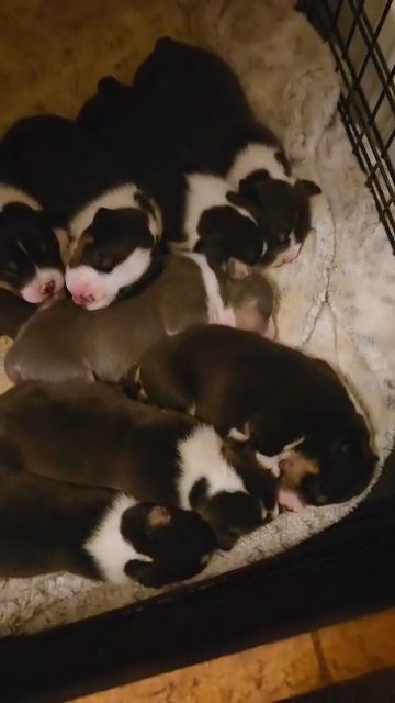 American bullies in Milwaukee, Wisconsin