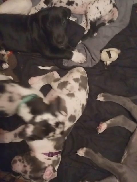 AKC Great Danes in Cookeville, Tennessee