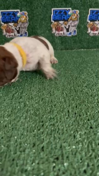 Micro Exotic Bully Puppy in Augusta, Georgia