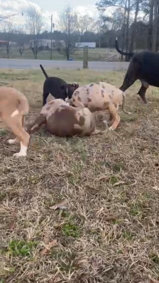 XL American Bully in Gadsden, Alabama