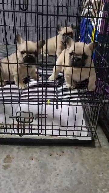 French Bulldog Puppies in Kissimmee, Florida