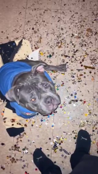 American Bully Blue Nose 4k $ Every Friendly And Loveling in New York City, New York