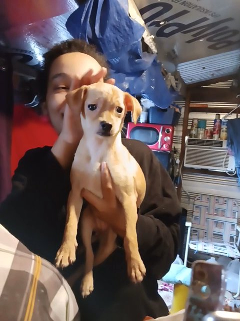 Goldie needs a home in Mineral Wells, Texas