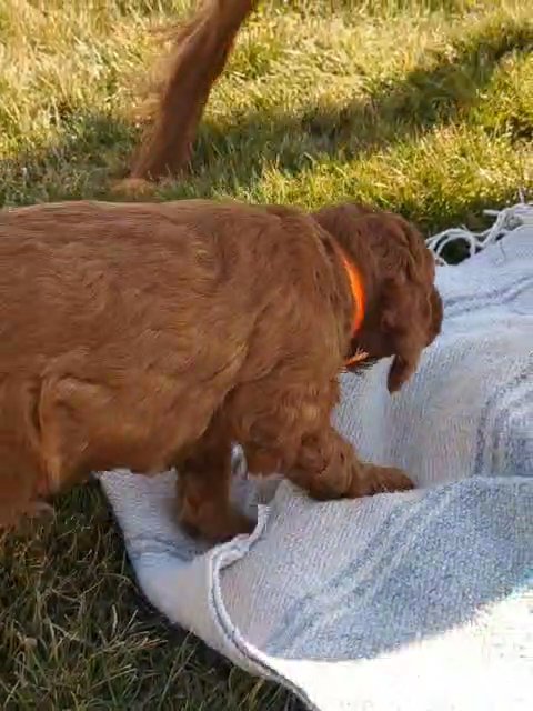 Kramer (Irish Doodle) in Goshen, Indiana