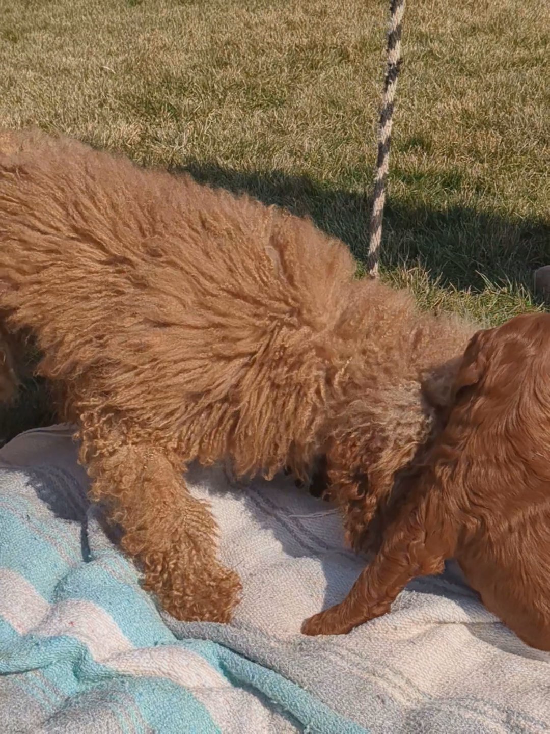 Elaine (Irish Doodle) in Goshen, Indiana