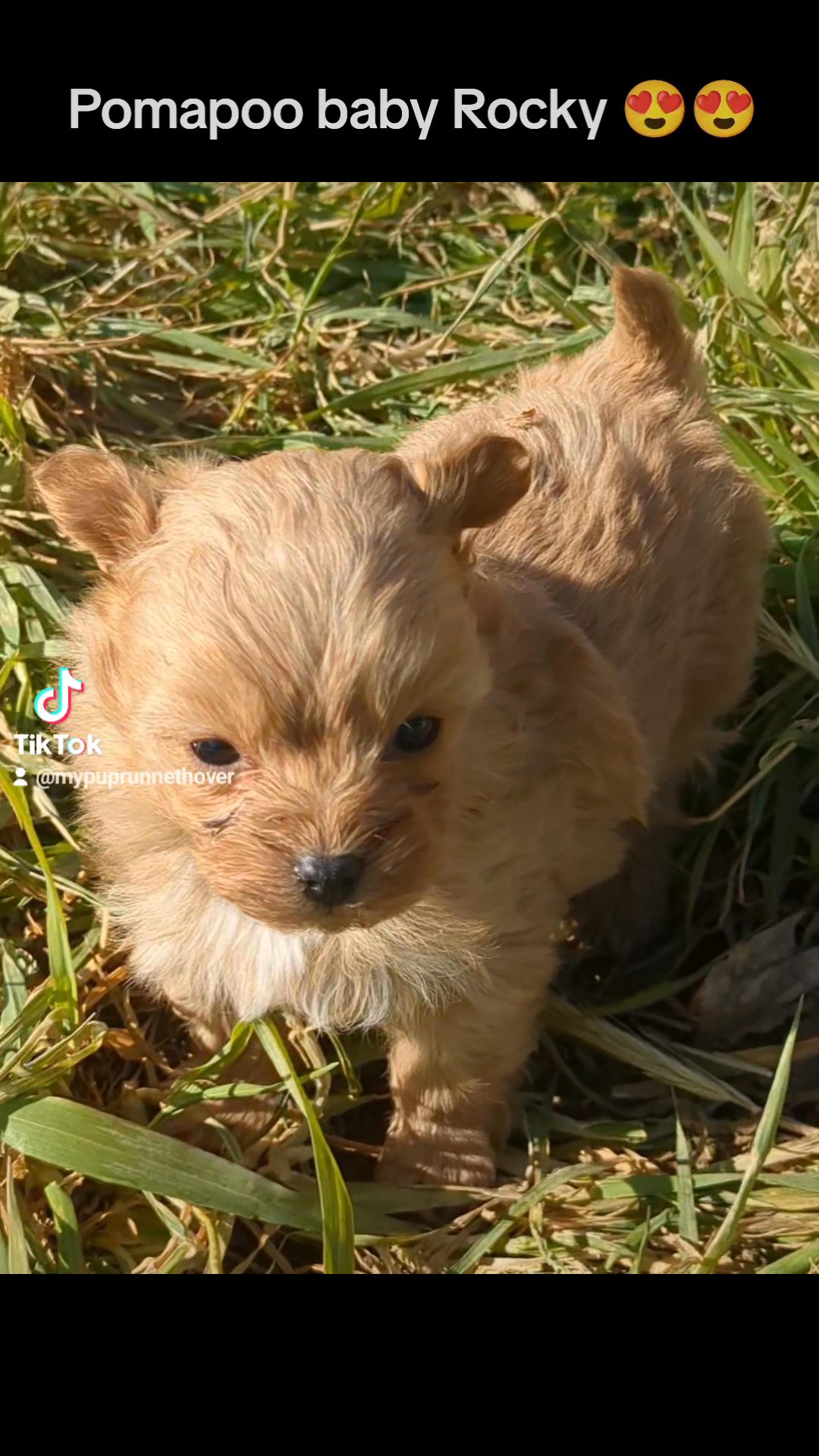 Rocky (Pomapoo) in Goshen, Indiana