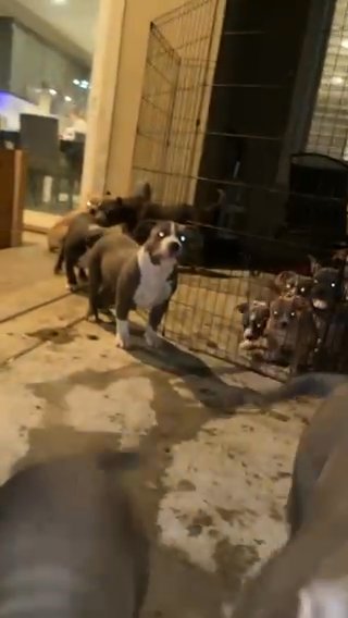 American Bully Puppies in Lodi, California