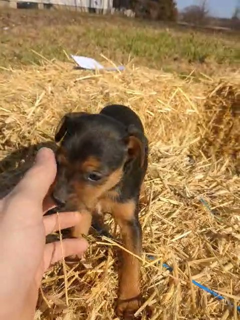 Lily (Mini Pinscher) in Goshen, Indiana