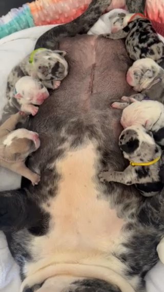 English Bulldog Puppies ❤️? in Greenville, South Carolina