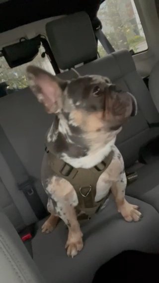 Thor in Orlando, Florida
