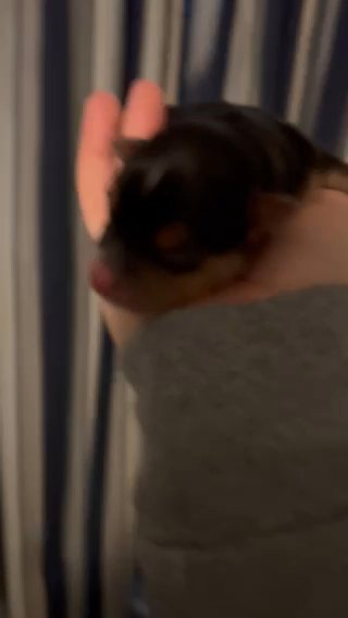 SOLD—AKC Male Yorkie in Boone, North Carolina