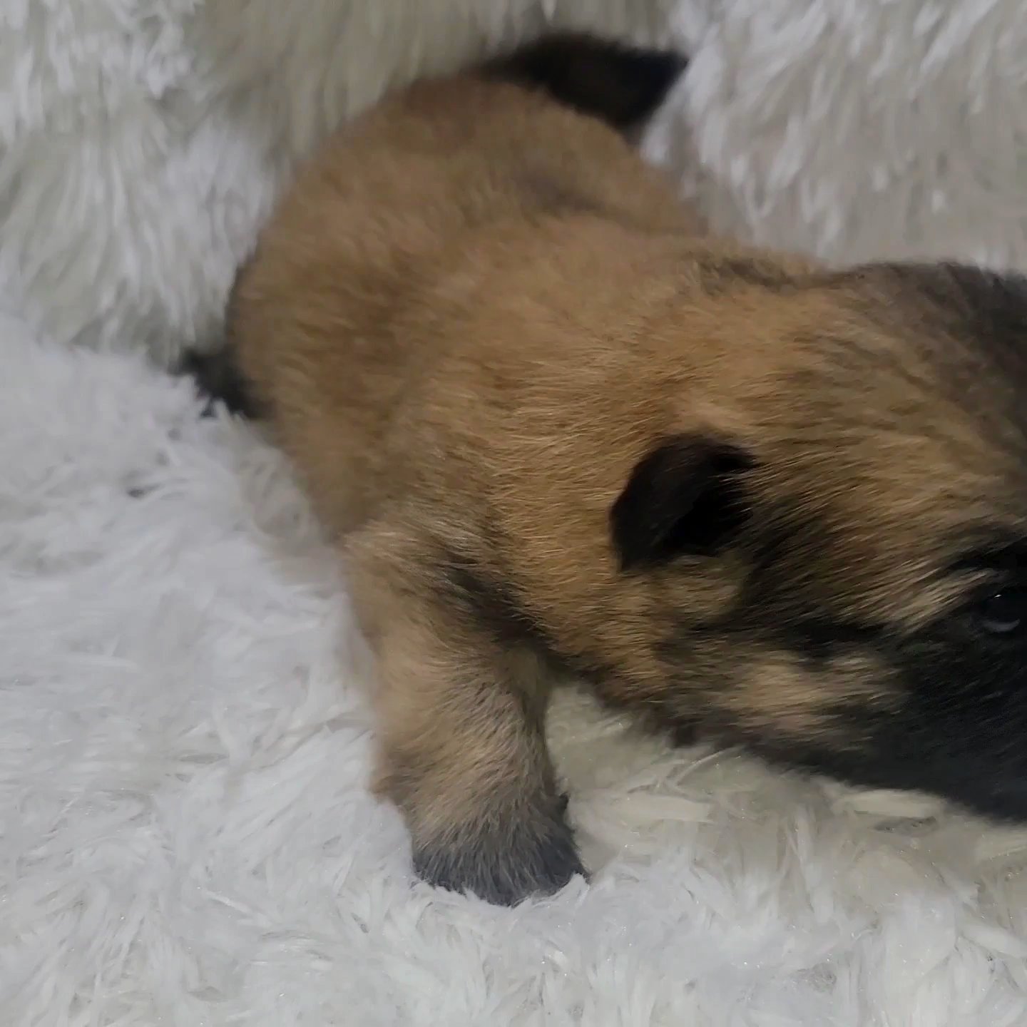 Shih Tzu X Pomeranian Mix Boy in Tampa, Florida
