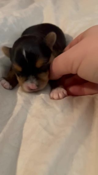 SOLD—AKC Male Yorkie in Boone, North Carolina