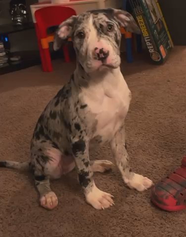 4 Month Old Female Merle American Pitbull in Asheboro, North Carolina