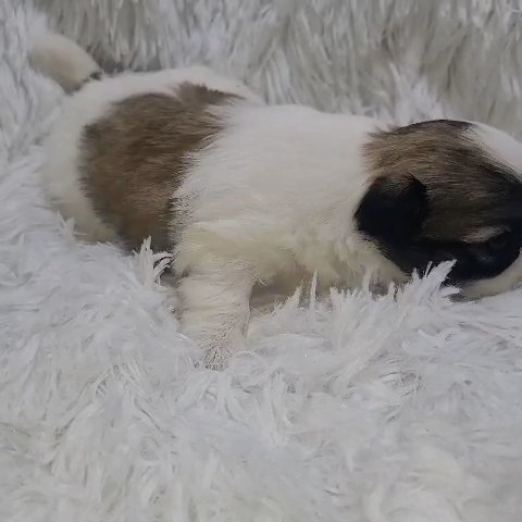 Shih Tzu X Pomeranian Girl in Tampa, Florida