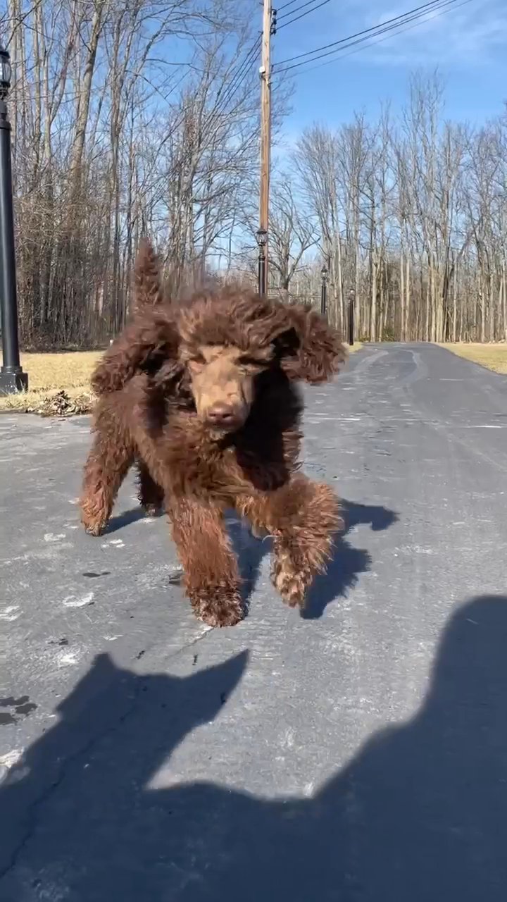 standard poodle in Buffalo, New York