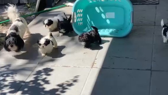 Shih Tzu Puppies in Fort Lauderdale, Florida
