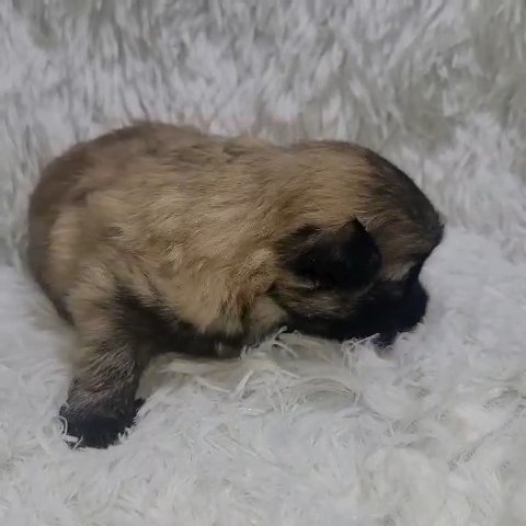 Shih Tzu X Pomeranian Mix Boy in Tampa, Florida