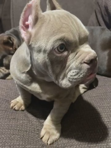 Male American Bully - in Albuquerque, New Mexico