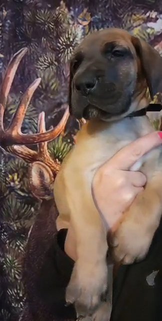 akc great dane! fawn in Cedar Falls, Iowa