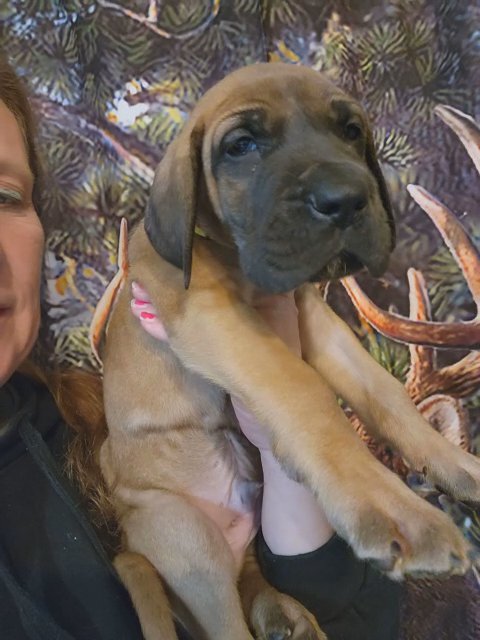 akc great dane fawn male in Cedar Falls, Iowa