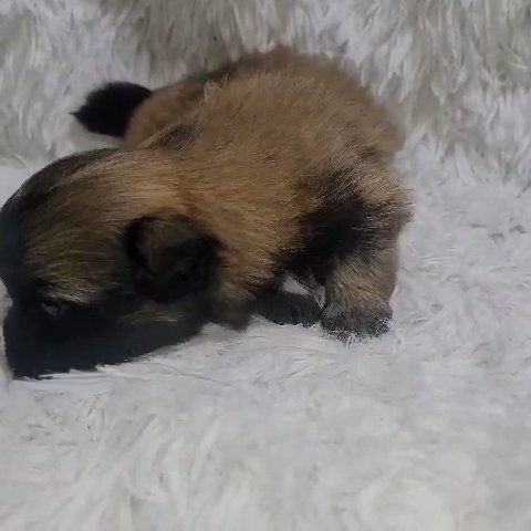 Shih Tzu X Pomeranian Mix Girl in Tampa, Florida