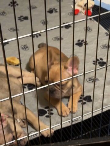 9 Weeks Old Merle French Bulldog in Easton, Pennsylvania