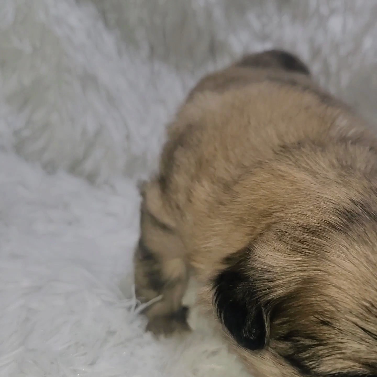 Shih Tzu X Pomeranian Mix Boy. in Tampa, Florida