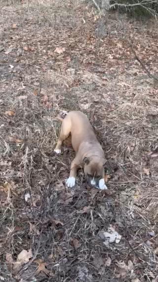UKC REG. Am. Pit Bull Terrier Male 4 Moold in Portage, Michigan