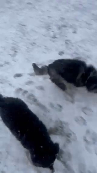 Husky Females in Minnetonka, Minnesota