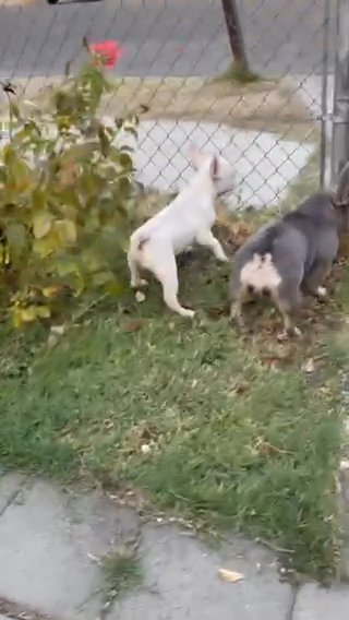Platinum fluffy Carrier Male French bulldog in Fresno, California