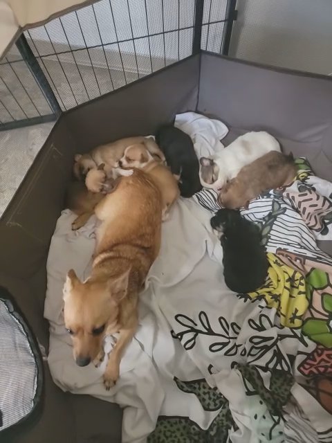 pomchi puppies in Eureka, California