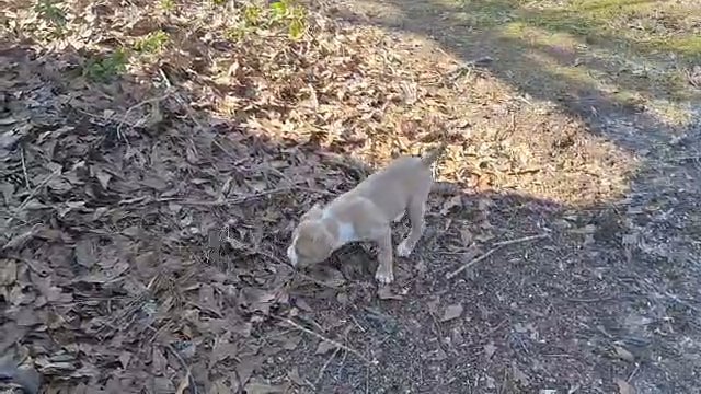 Classic American bully in Greenwood, South Carolina