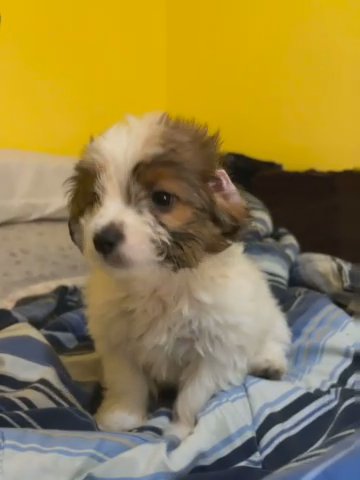 PUPPY in Houston, Texas