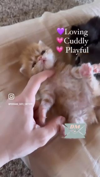 Beljapur Cattery Bunny in Austin, Texas