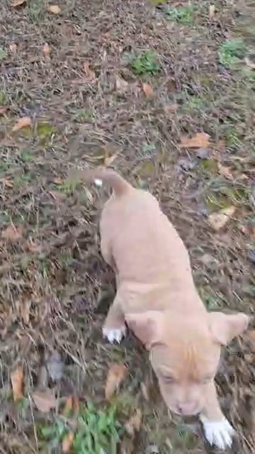 Classic/Standard American Bully in Greenwood, South Carolina