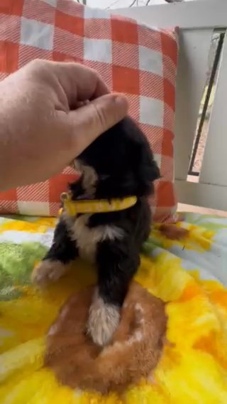 Pyredoodle Puppy in Crossville, Tennessee