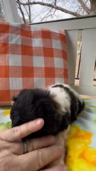 F1 Pyredoodle Female Puppy in Crossville, Tennessee