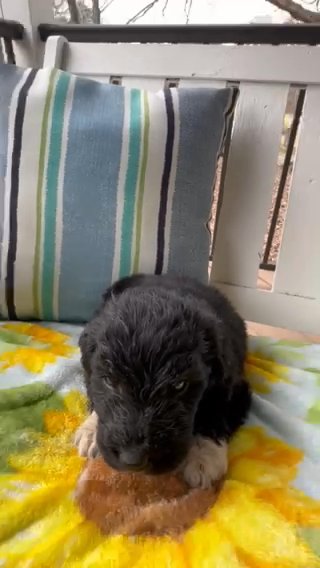 F1 Pyredoodle Male Puppy in Crossville, Tennessee