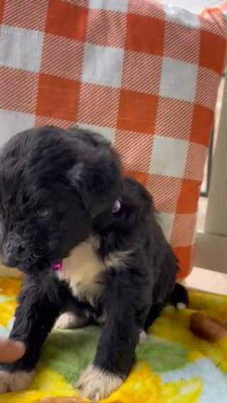 F1 Pyredoodle Female Puppy in Crossville, Tennessee
