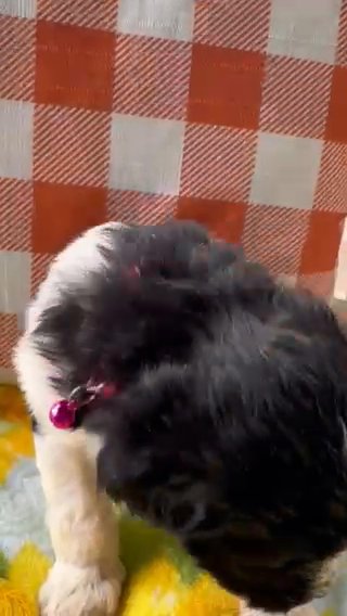 F1 Pyredoodle Female Puppy in Crossville, Tennessee