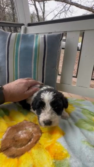 F1 Male Pyredoodle Puppy in Crossville, Tennessee